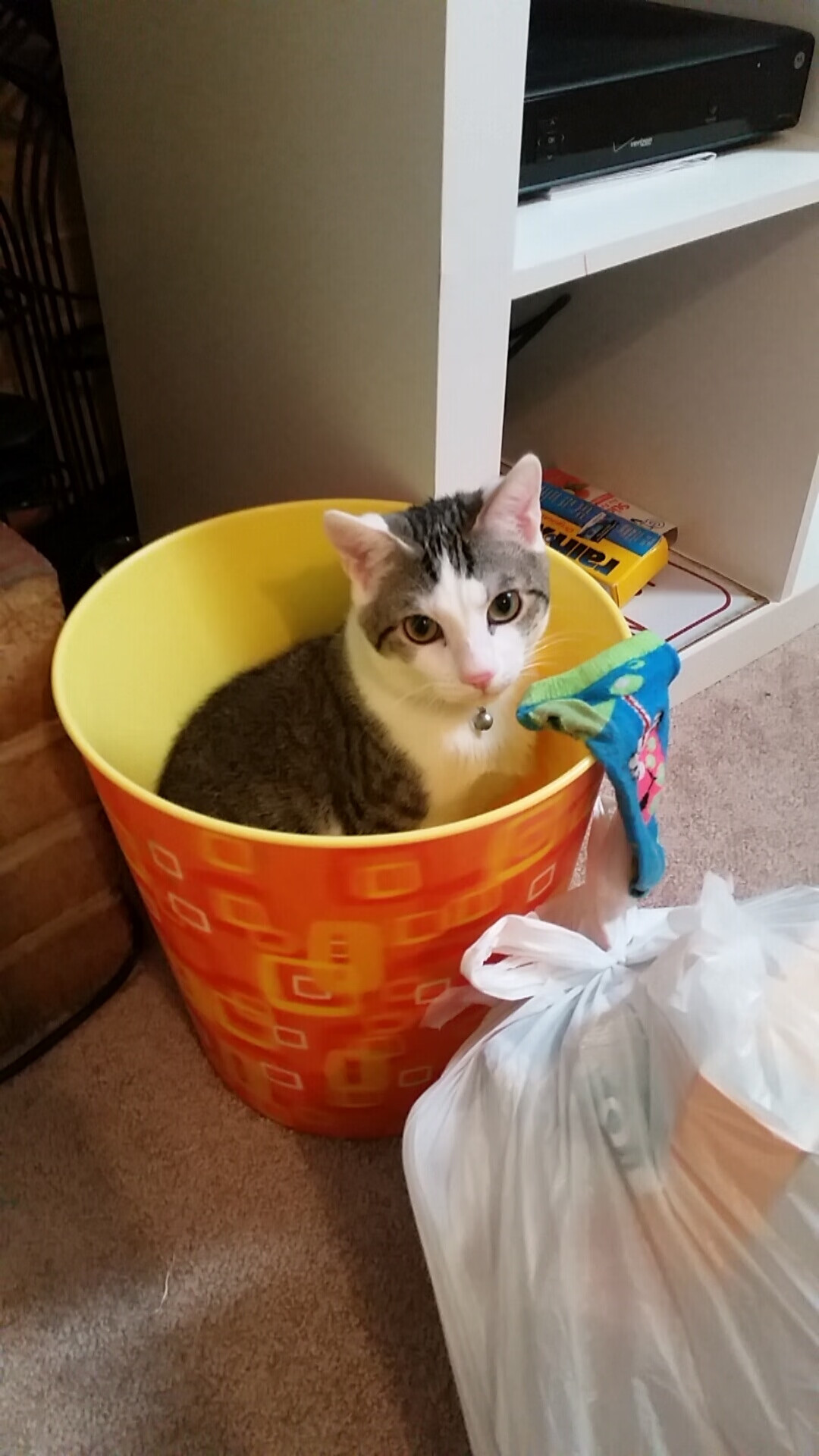 乐鱼官网-Chinese Taipei团队的未来:从本土强队到世界冠军,taipei of china