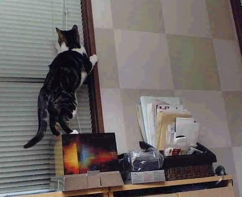 乐鱼体育app官网下载-东亚杯中国女足夺冠 球迷激情四射,中国女足东亚杯首胜