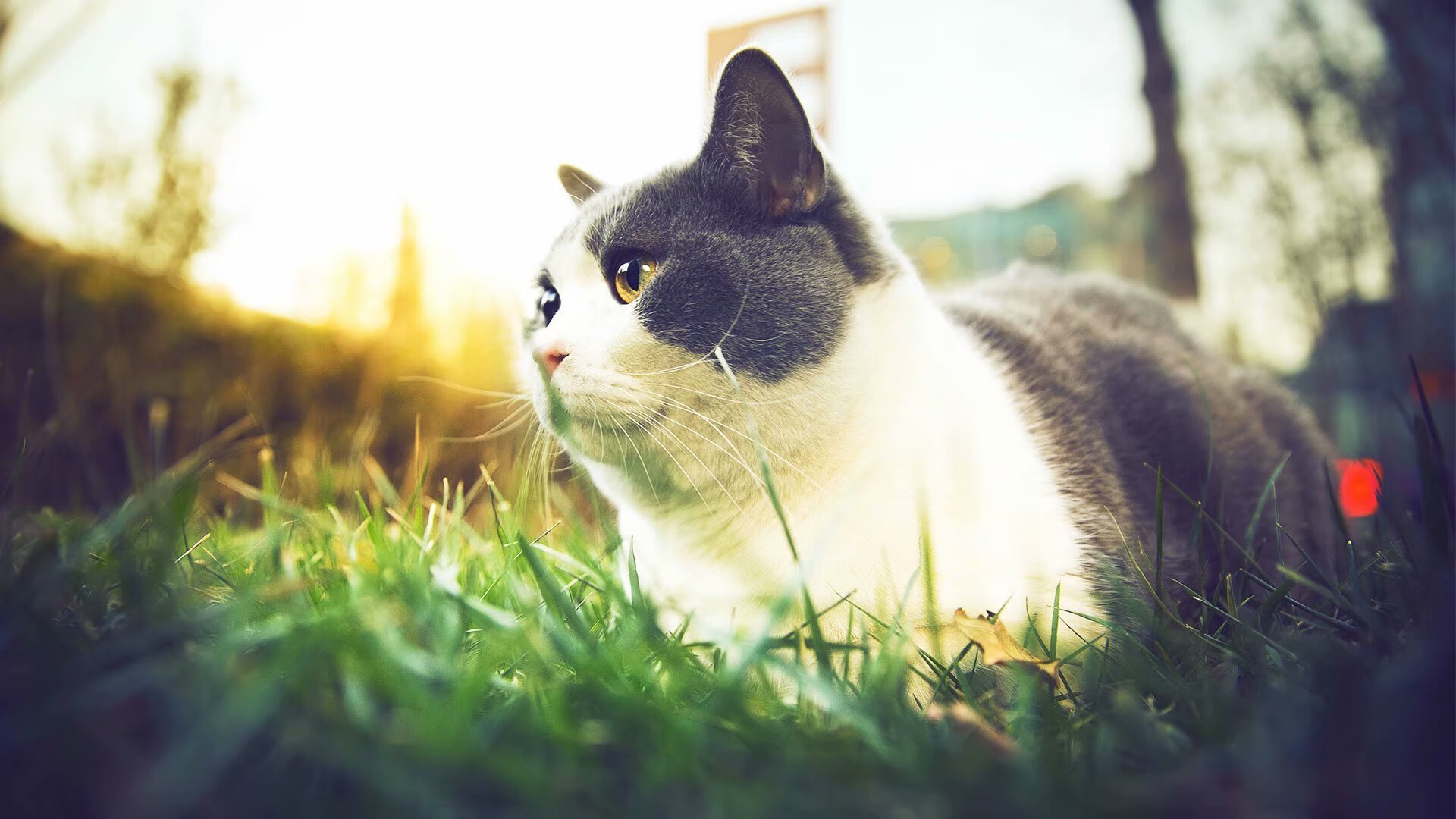 乐鱼体育在线下载-中国男篮强化战术执行力，中国男篮战胜过的强队