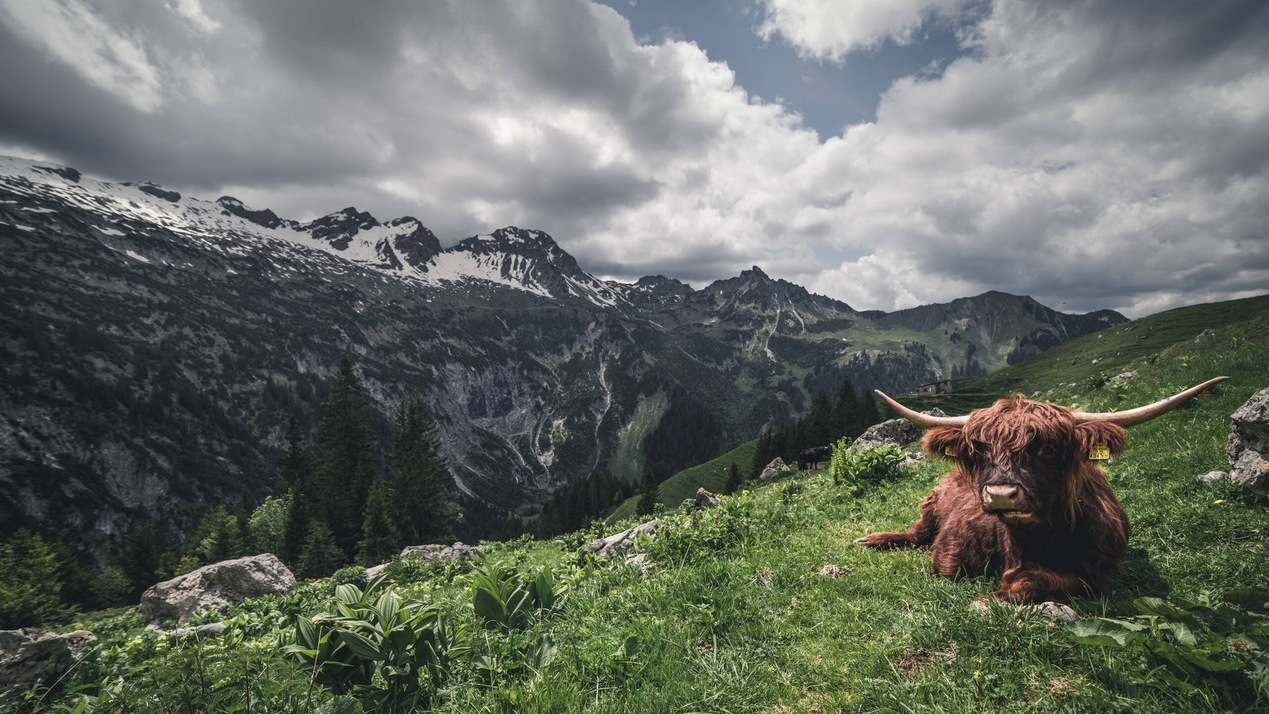 乐鱼体育在线入口-“华金·托比利亚的全能防守与精准传球，成为阿根廷美洲狮队的核心力量”