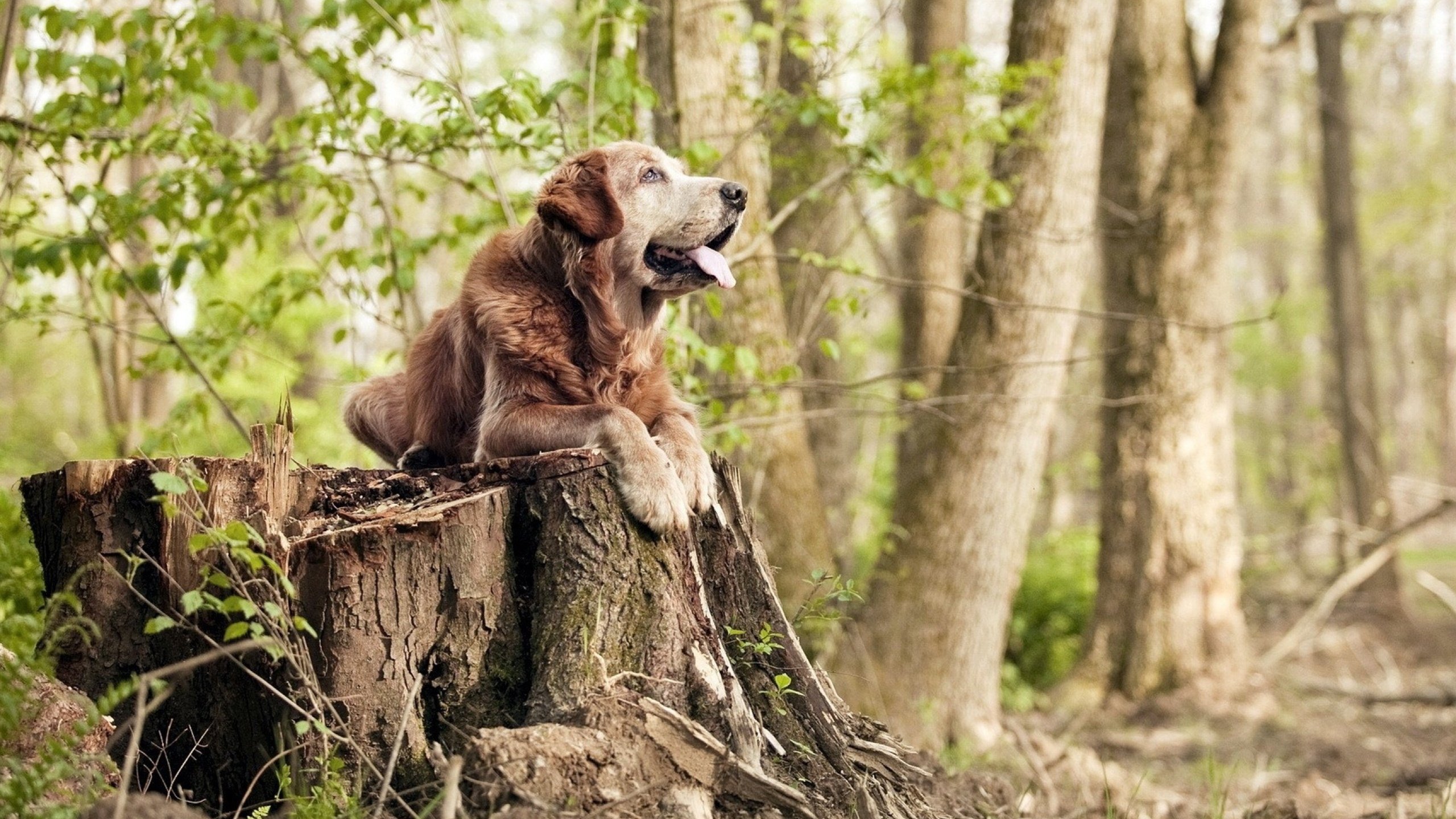 乐鱼体育app网址-图穆亚的进攻意识与防守覆盖，提升了袋鼠队的全场控制力，图阿vs穆勒